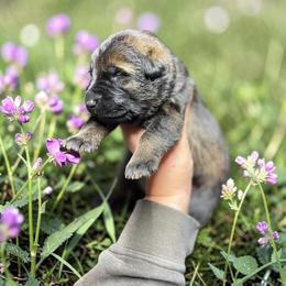 Mariachi - Bi-color male German Shepherd puppy in Oakland, Oregon from VHM German Shepherds