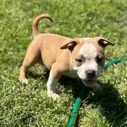 Boy1 - Blue fawn male American Bully puppy in Dallas, Texas from Manuia Kennels