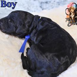 Blue Boy - Black male Bernedoodle puppy in Enfield, Connecticut from Sweet Connecticut Doodles