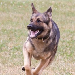 German Shepherds and Great Pyrenees from Reicherthaus GSD's & Timberbluff's Great Pyrenees