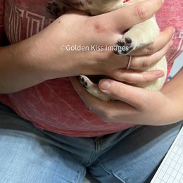 Golden Retriever Puppies from Golden Kiss Retrievers