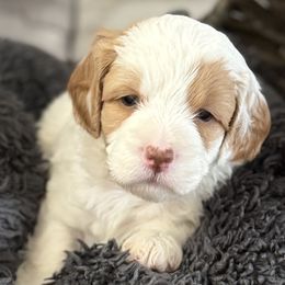 Poppy - White female Cavapoo puppy in Washington, Indiana from Sugarland Puppies
