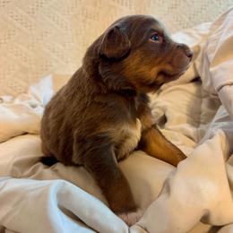 Donut - Red tri-color female Australian Shepherd puppy in Arizona from BRR Aussies