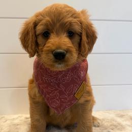 Pink Collar Girl and Brown collar bernedoodle boy - Red  female Goldendoodle puppy in San Augustine, Texas from Vintage Doodles