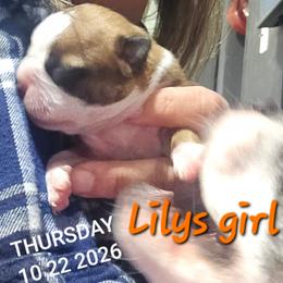 Lily's Girl - Fawn female Boston Terrier puppy in Versailles, Indiana from Benhams Bostons