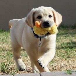 Labrador Retriever Puppies from Daisy Mountain Labs
