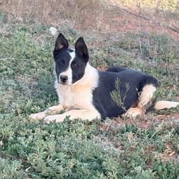 Spider - Black and white male Border Collie puppy in Taylor, Arizona from Vowell Farm Border Collies