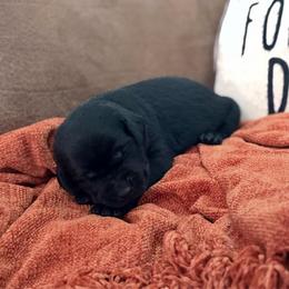 Juniper - Black female Labrador Retriever puppy in Sweet Home, Oregon from Knotty Creek Labradors
