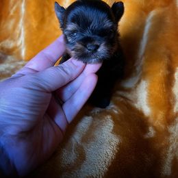 Chihuahua and Yorkshire Terrier Puppies from Fanciful Thrills Kennel