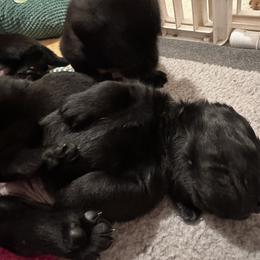 Girl 3 - Labrador Retriever puppy in Menomonee Falls, Wisconsin from Steppinstone Dog Training and Labradors/BC’s