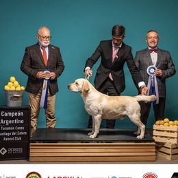 Armani - Labrador Retriever