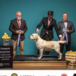 Armani - Labrador Retriever