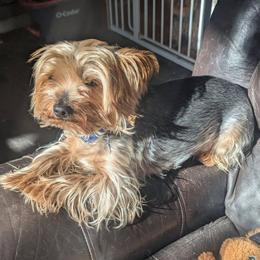 Hercules - Yorkshire Terrier