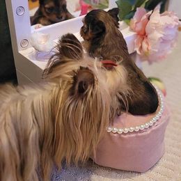 Yorkshire Terrier Puppies from Wendy's Darlings Hudson Valley