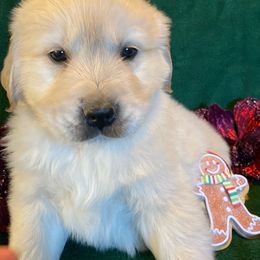 Tommy - Light golden Golden Retriever puppy in Grant County, Indiana from On The Sunny Side Pavey Farms