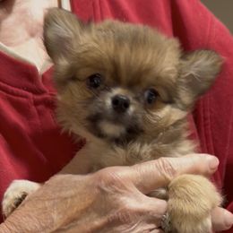 Sunny - Fawn and white female Chihuahua puppy in Milan, Indiana from Heartland Pomeranians and Chihuahuas
