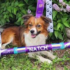 Sporty Mixes from Sound Off Sport Dogs