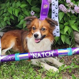 Sporty Mixes from Sound Off Sport Dogs