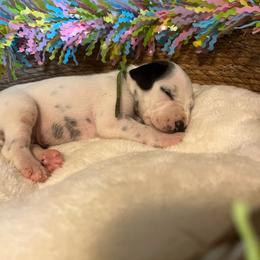 Pistachio- Green- HUA - White and black male Dalmatian puppy in Claremore, Oklahoma from Lotsofdots Dalmatians