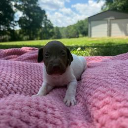 Chai - Liver roan male German Shorthaired Pointer puppy in Axton, Virginia from Red Clay Kennels
