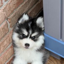 Asiago - Black and white male Pomsky puppy in Eastman, Georgia from Once Upon A Pomsky