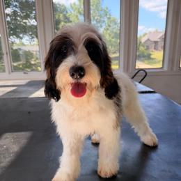 Macaroni - Sable male Aussiedoodle puppy in North Royalton, Ohio from Johnson's Doodles