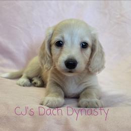 GOLDIE 4000 - Cream female Dachshund puppy in Gatesville, Texas from CJ's Dach Dynasty
