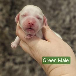 Green Male - Cream male Cockapoo puppy in Mocksville, North Carolina from Hunting Creek Farm & Kennel