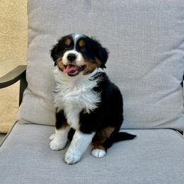 Diamond - Black tri female Toy Australian Shepherd puppy in Menifee, California from Riders Toy Aussies