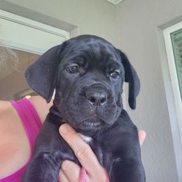 Dancing Queen - Black female Cane Corso puppy in Palm Coast, Florida from Northgold Cane Corso