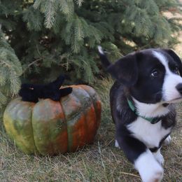 Cardigan Welsh Corgi Puppies from Rowe Family