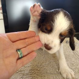 Baobab - Liver white and tan male English Springer Spaniel puppy in Redding, California from Springer's Journey Spaniels California