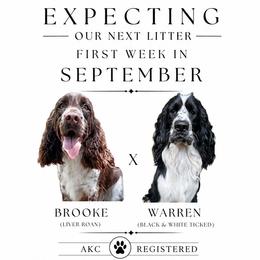 English Springer Spaniel puppies from House Tiner Springers