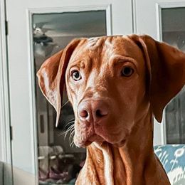 Bourbon - Vizsla