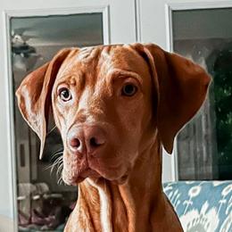 Bourbon - Vizsla