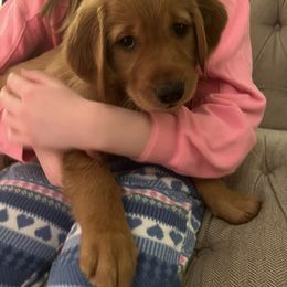 Assorted Doodle Crosses and Golden Retriever Puppies from Golden Palms Puppies