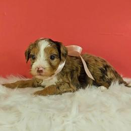 Bluebell - Chocolate merle female Bernedoodle puppy in Russell Springs, Kentucky from 270 Doodles
