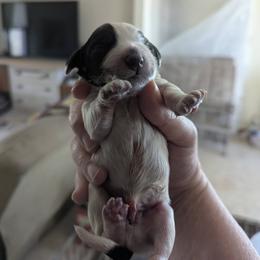 Working home only. Not suitable for pet or companion homes - Blue roan male English Cocker Spaniel puppy in Phillips, Nebraska from Fenloch Gundogs