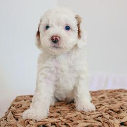 JWOWW - Parti female Goldendoodle puppy in Chandler, Arizona from K Farm Doodles