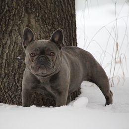 Elsa - French Bulldog