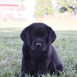 Dilute Retriever, Golden Retriever, and Labrador Retriever Puppies from Grimm Girls Farm