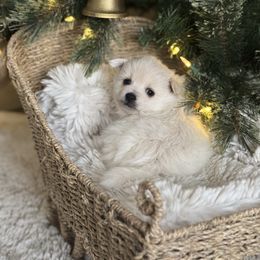 Blue - Cream male Pomeranian puppy in Meridian, Idaho from Idaho_poms