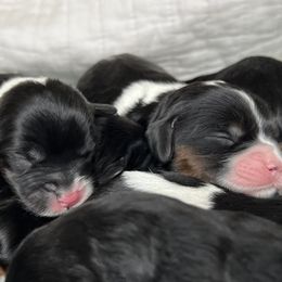 Cavapoo puppies from By Design Doodles