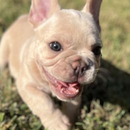 French Bulldogs from Timeka Mayfield's French Bulldogs