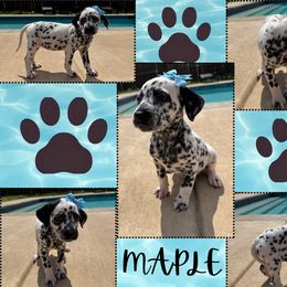 MAPLE - White and black female Dalmatian puppy in Waxahachie, Texas from Tiff’s Dalmatian Plantation