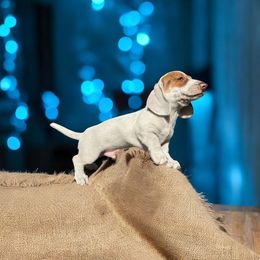 Chihuahua and Dachshund Puppies from Little Pawz, LLC