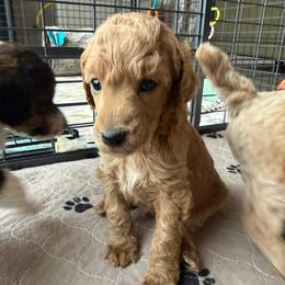 Sunflower - Red  male Poodle puppy in Peyton, Colorado from Fuzzybottoms Ranch LLC