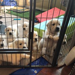 Golden Retriever Puppies from Freedom Retrievers