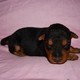 Hazelnut - Black and tan female Welsh Terrier puppy in Draper, Virginia from Shady Oaks WFT