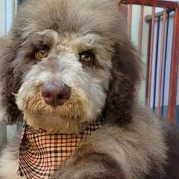 Goldendoodles from Hot Diggity Doodles